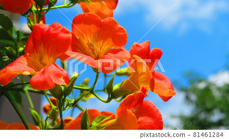 Chinese trumpet vine and blue sky landscape 81461284