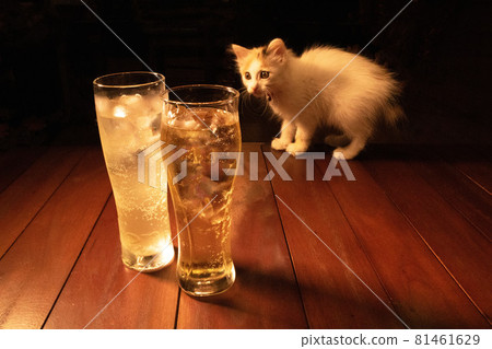 A kitten looking at a cold highball in a glass from a distance A kitten looking at a cold highball in a glass from a distance 81461629