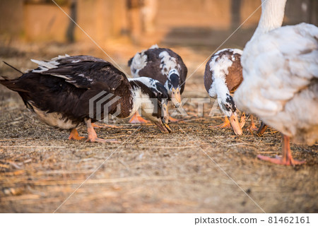 Group of geese walking around yard and garden 81462161