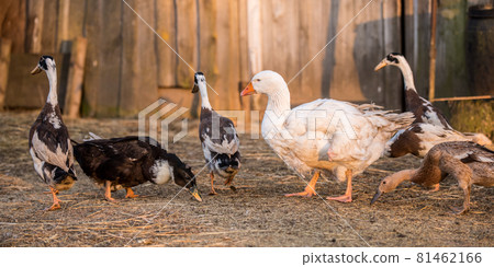 Group of geese walking around yard and garden Group of geese walking around yard and garden 81462166