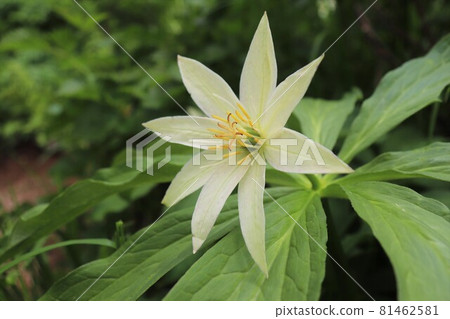 Paris japonica blooming in Hakusan, Ishikawa Prefecture Paris japonica blooming in Hakusan, Ishikawa Prefecture 81462581