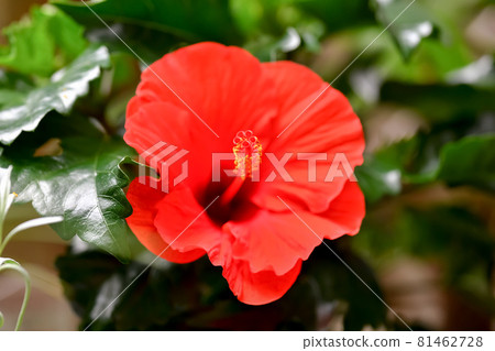 Hibiscus 81462728
