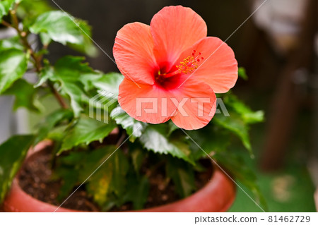 Hibiscus 81462729