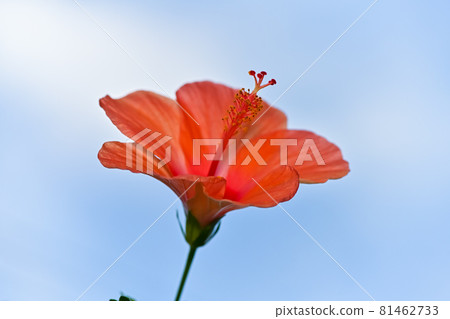 Hibiscus Hibiscus 81462733