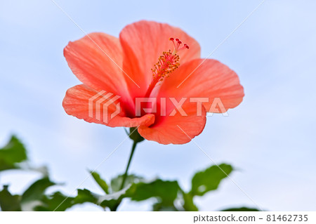 Hibiscus Hibiscus 81462735