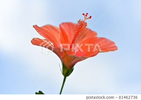 Hibiscus Hibiscus 81462736