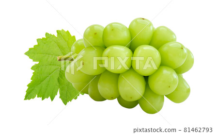 Cutout beautiful bunch of fresh green Shine Muscat grape with leaf isolated on white background Cutout beautiful bunch of fresh green Shine Muscat grape with leaf isolated on white background 81462793