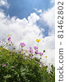 Hakusanfuuro and Miyama Ranunculaceae flowers blooming toward the blue sky 81462802