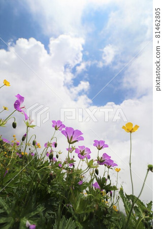 Hakusanfuuro and Miyama Ranunculaceae flowers blooming toward the blue sky Hakusanfuuro and Miyama Ranunculaceae flowers blooming toward the blue sky 81462805
