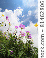 Hakusanfuuro and Miyama Ranunculaceae flowers blooming toward the blue sky 81462806
