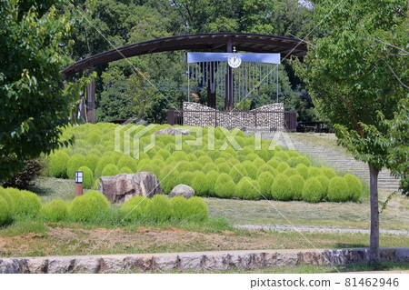 鮮味山公園，簇擁盛開夏花的孤挺花 81462946