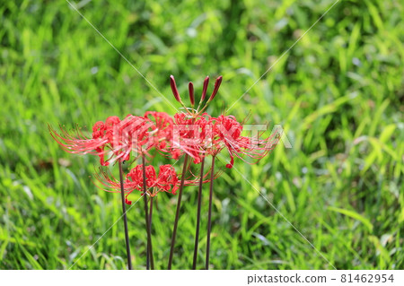 鮮味山公園,簇擁盛開夏花的孤挺花 鮮味山公園,簇擁盛開夏花的孤挺花 81462954