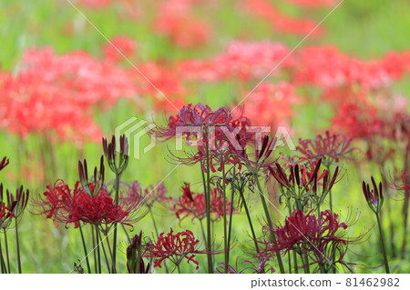 鮮味山公園,簇擁盛開夏花的孤挺花 鮮味山公園,簇擁盛開夏花的孤挺花 81462982