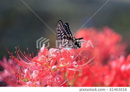 鮮味山公園，簇擁盛開夏花的孤挺花 81463016