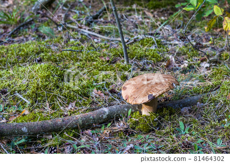 big old cep mushroom grows in moss 81464302