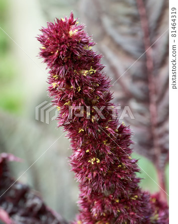 Bunch of crimson amaranth flowers, close-up. Amaranth inflorescence. Bunch of crimson amaranth flowers, close-up. Amaranth inflorescence. 81464319