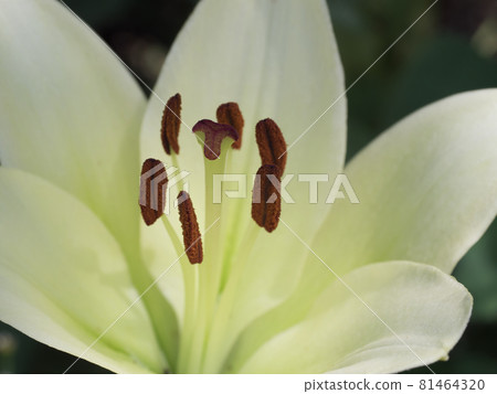 Pistil and stamens of a lily flower, macro photo. Pistil and stamens of a lily flower, macro photo. 81464320