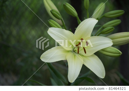 Single large lily flower. A flower with large petals. Single large lily flower. A flower with large petals. 81464321