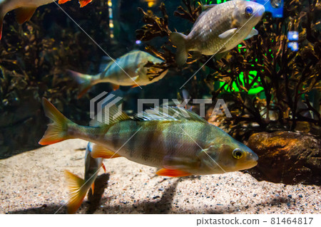Fish European perch - perca fluviatilis, in aquarium. Fish European perch - perca fluviatilis, in aquarium. 81464817