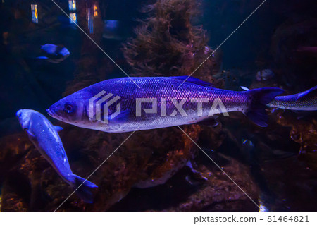 Rainbow trout or Salmon trout - Oncorhynchus mykiss, close-up in aquarium 81464821
