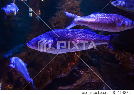 Rainbow trout or Salmon trout - Oncorhynchus mykiss, close-up in aquarium 81464824