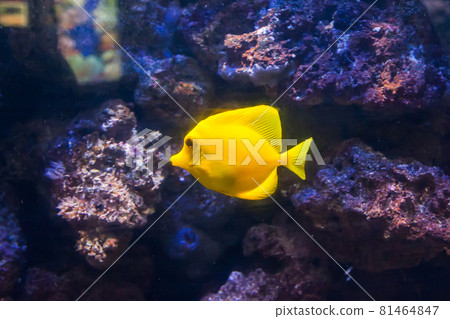 Yellow surgeon fish. Wonderful and beautiful underwater world with corals and tropical fish. Yellow surgeon fish. Wonderful and beautiful underwater world with corals and tropical fish. 81464847