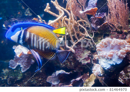 Regal angelfish - Pygopllites diacanthus. Wonderful and beautiful underwater world with corals and tropical fish. 81464970