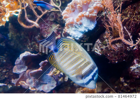 Regal angelfish - Pygopllites diacanthus. Wonderful and beautiful underwater world with corals and tropical fish. Regal angelfish - Pygopllites diacanthus. Wonderful and beautiful underwater world with corals and tropical fish. 81464972