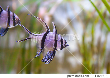 Banggai cardinalfish - Pterapogon kauderni. Wonderful and beautiful underwater world with tropical fish. 81464992