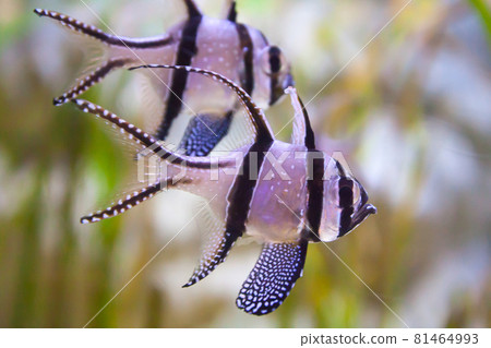 Banggai cardinalfish - Pterapogon kauderni. Wonderful and beautiful underwater world with tropical fish. 81464993