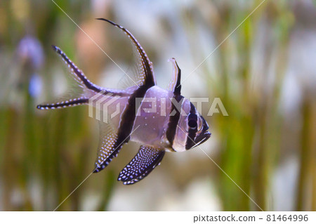 Banggai cardinalfish - Pterapogon kauderni. Wonderful and beautiful underwater world with tropical fish. 81464996