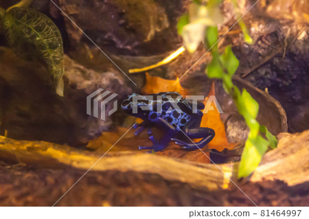 Blue poison-dart frog - Dendrobates tinctorius azureus in terrarium 81464997
