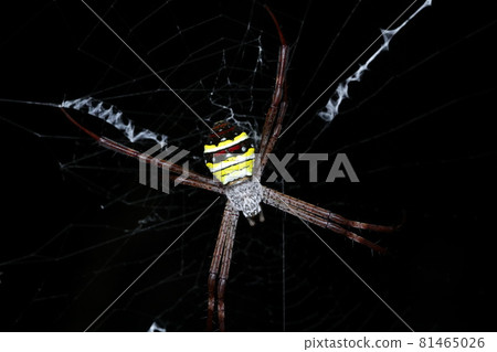 Cogalatidae Cogalatidae 81465026