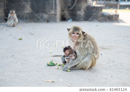 Mother and Son Monkey in Lopburi, a province in the central region of Thailand 81465124