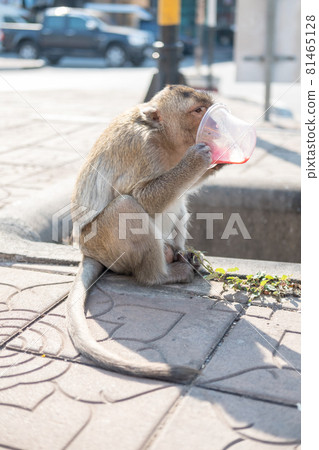 Monkey drinking water in a cup, in Lopburi, a province in the central region of Thailand 81465128