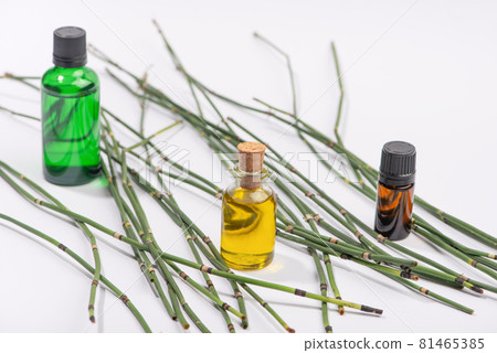 Water horsetail, swamp horsetail, Equisetum fluviatile, oil and extract on white background. 81465385