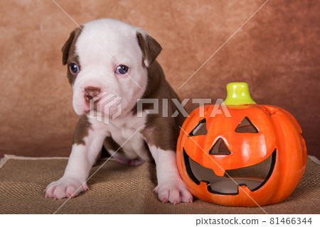 Funny American Bullies puppy on brown background Funny American Bullies puppy on brown background 81466344