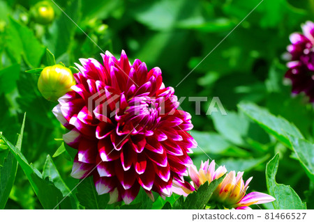 Close-up of the red flowering dahlia bud. Close-up of the red flowering dahlia bud. 81466527