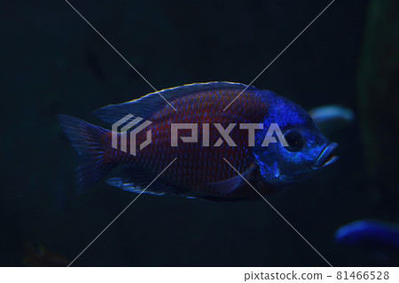 Dark blue fish swim in the aquarium. 81466528