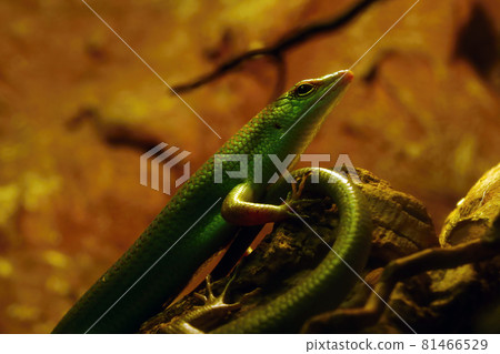A green lizard sits on a rock in a park. A green lizard sits on a rock in a park. 81466529