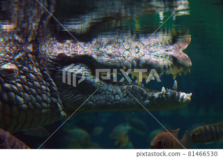 Close-up of the open mouth of a crocodile underwater. Close-up of the open mouth of a crocodile underwater. 81466530