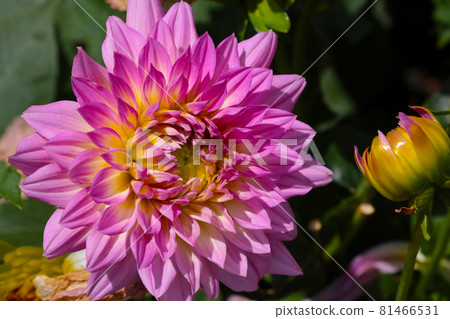 Close-up of a flowering dahlia in the garden. Close-up of a flowering dahlia in the garden. 81466531