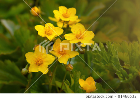 Yellow perennial flowers bloom in the park in the summer. Yellow perennial flowers bloom in the park in the summer. 81466532