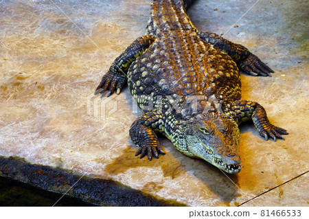 Top view of a large crocodile in an animal park. Top view of a large crocodile in an animal park. 81466533