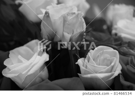 Black and white photo. Bouquet of fresh roses. Black and white photo. Bouquet of fresh roses. 81466534