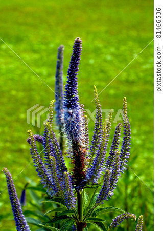Close-up on lupine in the meadow. Vertical photo. 81466536