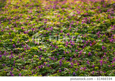 purple wild flowers carpet background 81466594