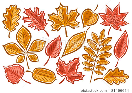 Vector Set Of Autumn Leaves - 스톡일러스트 [81466624] - Pixta