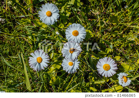 Camomile flowers on green meadow in summer. Background with chamomiles in grass. Natural background from a camomiles flowers. Herbs for Traditional Medicine. High quality photo Camomile flowers on green meadow in summer. Background with chamomiles in grass. Natural background from a camomiles flowers. Herbs for Traditional Medicine. High quality photo 81466865