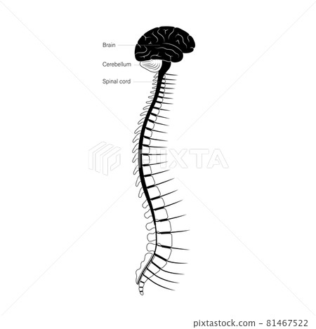 Spinal cord anatomy - Stock Illustration [81467522] - PIXTA